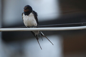 Une hirondelle rustique posé sur un cable © Cyndie