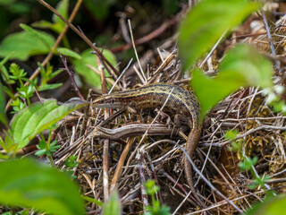 Female Common Lizard Basking on a Compost Heap