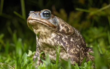 frog in the grass