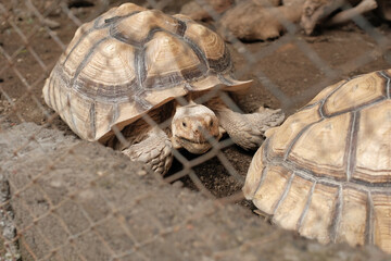 A tortoise partially hidden behind a wire fence or cage