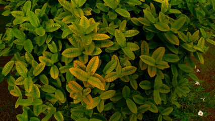 green leaves background