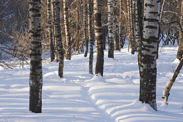 Fototapeta premium Birch grove. Tree trunks in winter.