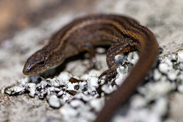 lizard on a stone