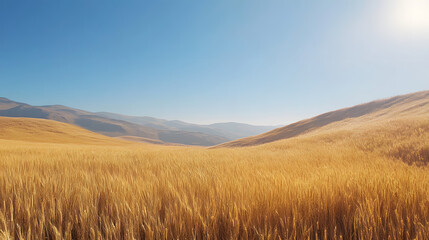 A stunning wheat landscape with rolling hills under a clear blue sky, capturing natural beauty.