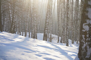 Birch grove. Tree trunks in winter.