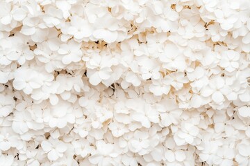 Close-up macro shot of white hydrangea blossoms, white flower sympathy background, white floral wedding background 