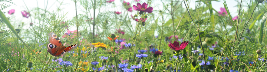 Schmetterling 1210 © K.-U. Häßler