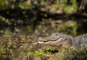 alligator in the everglades