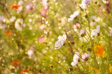 floral beautiful background with cosmos flowers and shining sun spots bokeh in the background