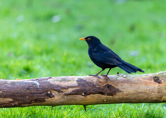 Blackbird 