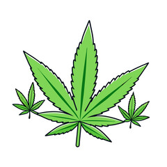 cannabis leaf on white background