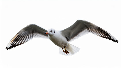 Fototapeta premium fly seagull isolated on white heritage