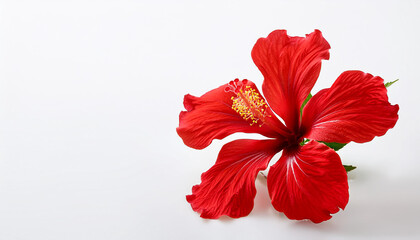 red hibiscus or popularly known as bunga raya in malaysia isolated on a white background