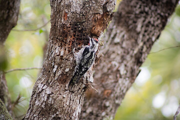woodpecker on tree