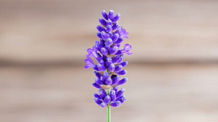 Fototapeta premium Lavender flower with vibrant purple petals against blurred background, showcasing its delicate beauty and calming presence