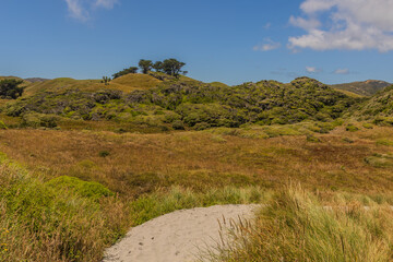 path in the dunes near Wharariki Beach, New Zealand, 