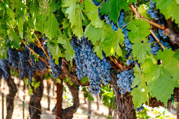 Grapes on the vine in a vineyard, close up 