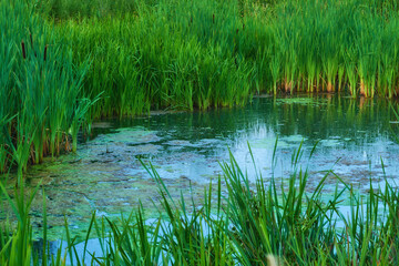 Water, environment and lake in countryside, nature and eco friendly for sustainability and outdoor. Grass, wetland and river for recreation, adventure and tourism of habitat, scenery and Denmark