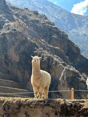 Majestic alpaca with rugged mountain landscape in Peru.   © Christine