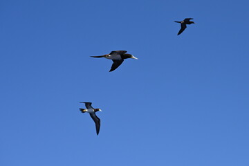 Weißbauchtölpel, fliegend, auf Nahrungssuche / Fischfang über dem Meer unweit der Küste