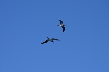 Weißbauchtölpel, fliegend, auf Nahrungssuche / Fischfang über dem Meer unweit der Küste