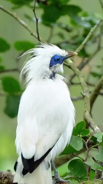 A Bali Myna, view from front and back with pristine white plumage and striking blue eye patches, stands on a slender branch looking around against a blurred natural backdrop