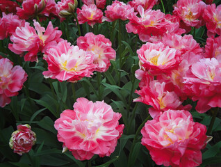 Huge pink tulips. Spring flowers. Bunch of pink flowers with yellow centers.