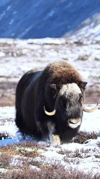 A majestic Musk Ox, with its thick, shaggy coat and prominent horns, walking and roaring around on a snowy, rocky landscape, Musk ox in snow, Minnesota, United States of America