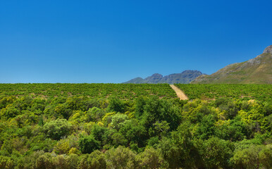 Obraz premium Sky mockup, vineyard and trees on farm for agriculture sustainability and farming in environment. Nature space, growth and outdoor crops with bushes, land and harvest for eco friendly agro business