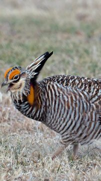 A Greater Prairie Chicken, with its distinctive mottled brown and white plumage, stands alert with its beak open as if calling out. Greater prairie chickens vocalize and display northeast Colorado lek
