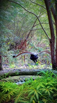 A Superb Lyrebird, with its distinctive long, elaborate tail feathers spread wide in a fan-like display, walking in a forest floor amidst lush greenery