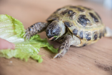 A pet turtle eats a green lettuce leaf on a wooden surface