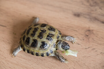 A pet turtle eats a green lettuce leaf on a wooden surface