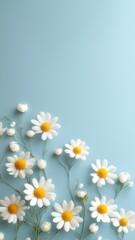 Chamomile garden flowers on blue background. Top view flat lay with copy space