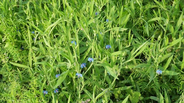 The grass pea plant is full of tiny blue flowers