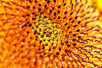 sunflower close up