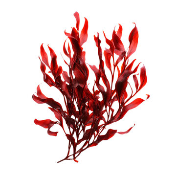 Red algae isolated on transparent background