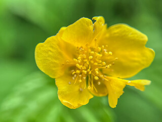 ヤマブキの黄色い花のマクロ撮影