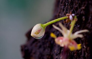 Macro photo of dew drops on the cocoa flower