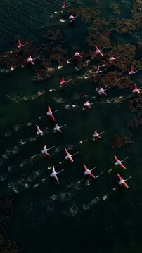 Aerial view of flamingos wading in a lake, forming a vibrant pattern, Flamingos flying on lake