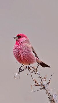 Bird - Common Rosefinch ( Carpodacus erythrinus ) sits on a branch of a bush and sings its song on a sunny summer evening, vibrant rosefinch 