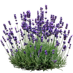 Aromatic purple lavender bush isolated  on transparent background