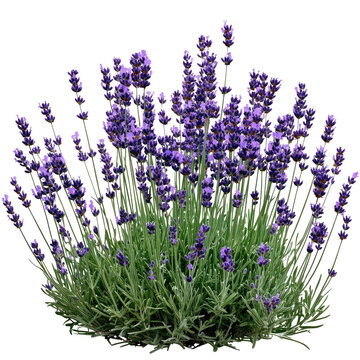 Fototapeta Aromatic purple lavender bush isolated  on transparent background