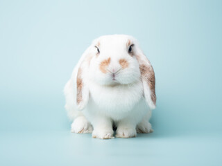 Adults female holland lop rabbit have a dewlap and sitting on green pastel background. Lovely action of broken brown holland lop rabbit.
