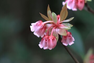 Blossoms of Chinese New Year Flower (Enkianthus quinqueflorus) with water droplets on the petals. 