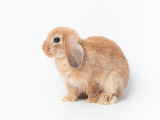 Orange baby holland lop rabbit sitting on white background. Lovely action of holland lop rabbit.