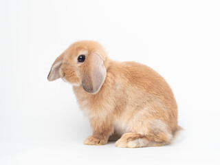 Orange baby holland lop rabbit sitting on white background. Side view of holland lop rabbit.