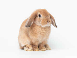 Orange baby holland lop rabbit sitting on white background. Lovely action of holland lop rabbit.