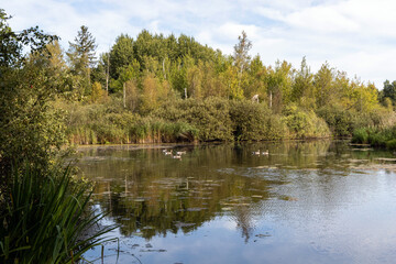 Beautiful landscape with lake in forest on autumn day