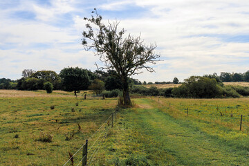 Obraz premium Lonely tree by the road in the countryside